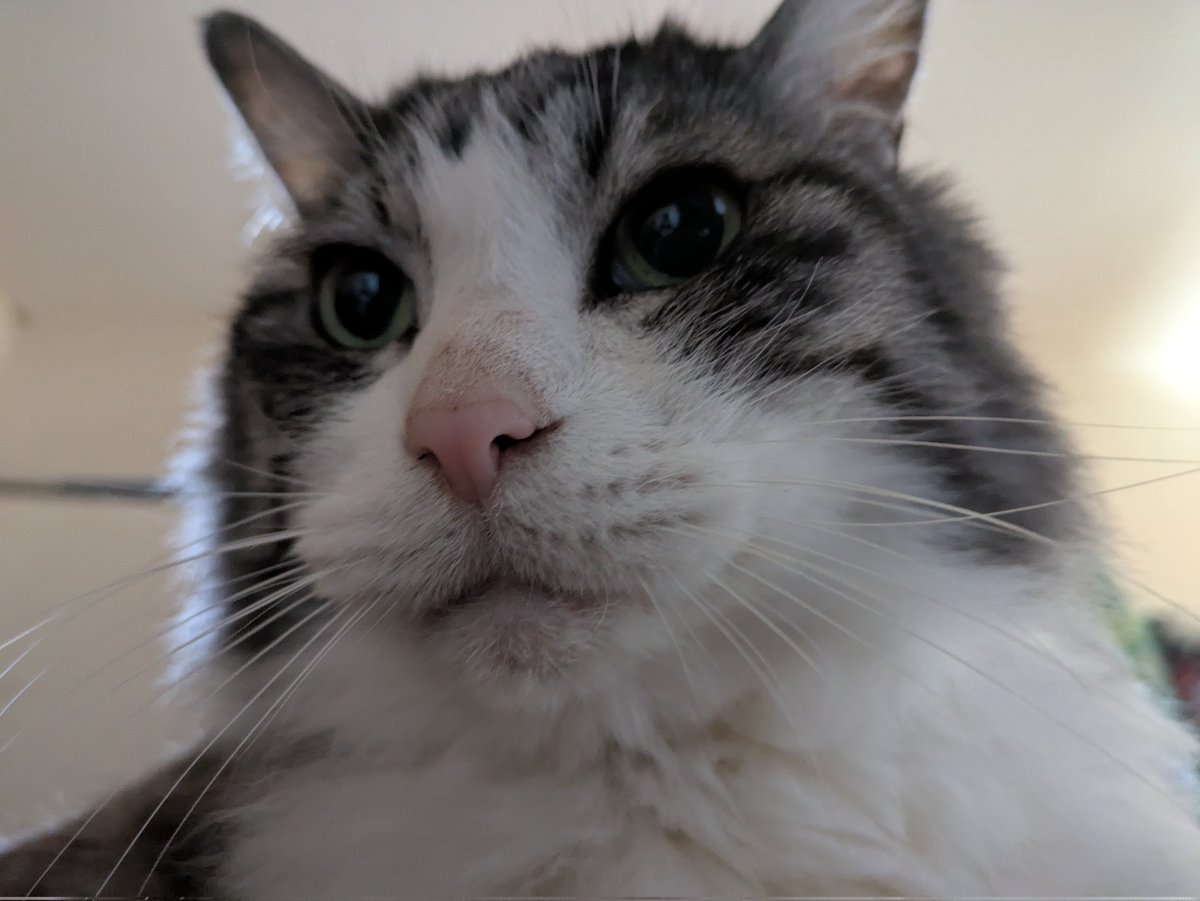 猫の画像 おすんしぃ🍣 on X: 