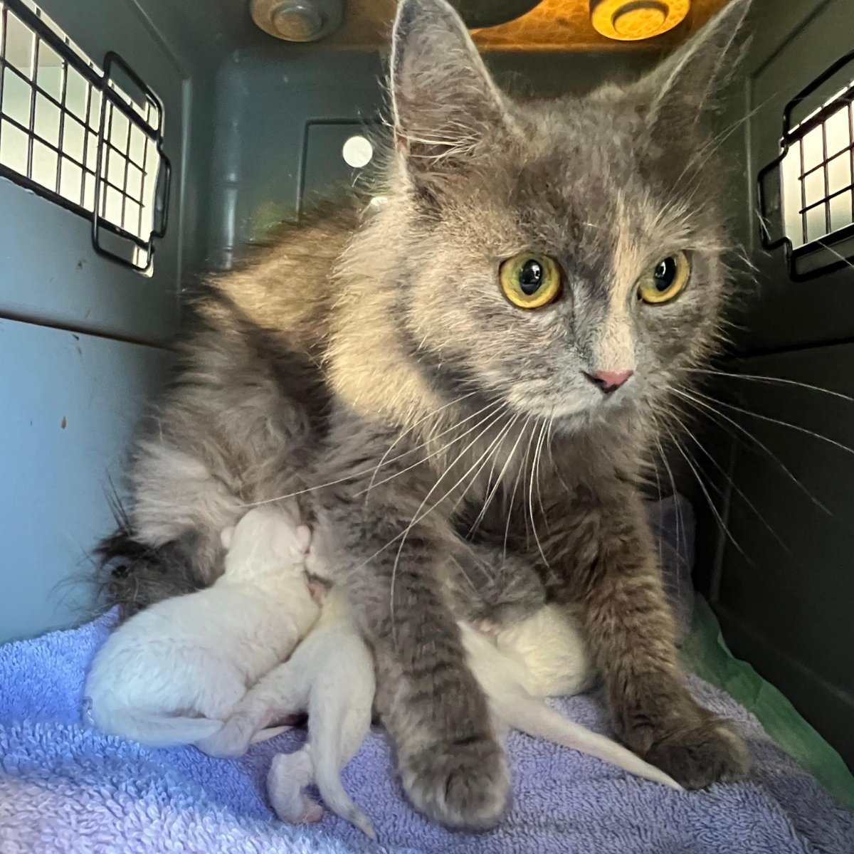 Deze poes liep op de Overtoom iemands huis binnen om vervolgens in de badkamer te bevallen. Helaas niet gechipt, dus moeder en kinders zijn naar het asiel gebracht.