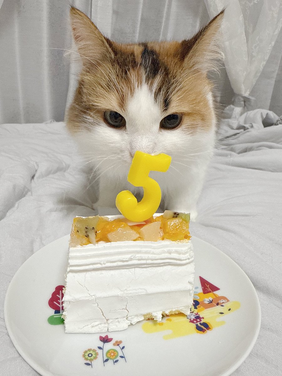 ケーキひとくちも食べなくて結局ちゅーるをむしゃむしゃ食べてました👶🏻