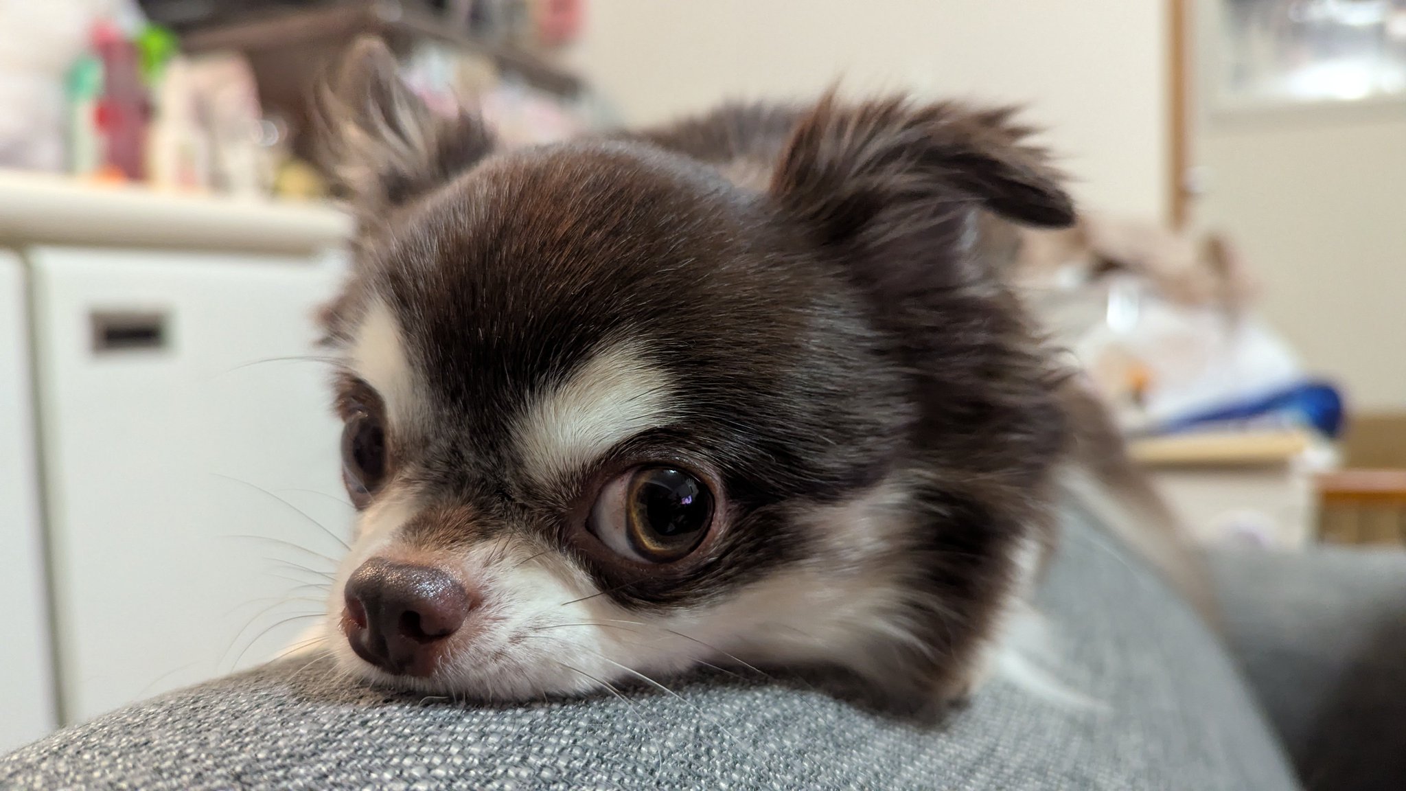 チワワ おこめ on X: 