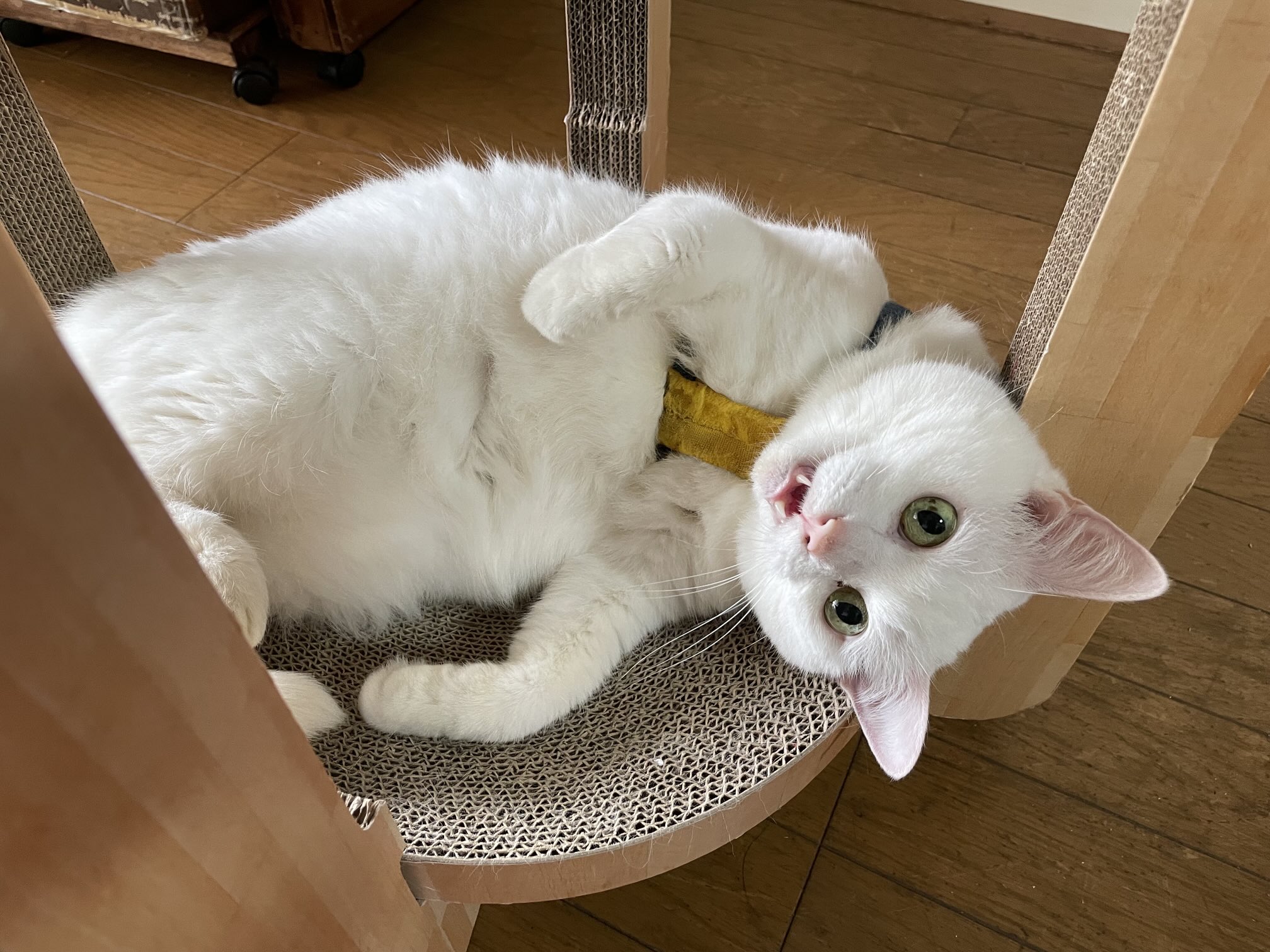 ねこがみ博士（あっこさん） on X: 