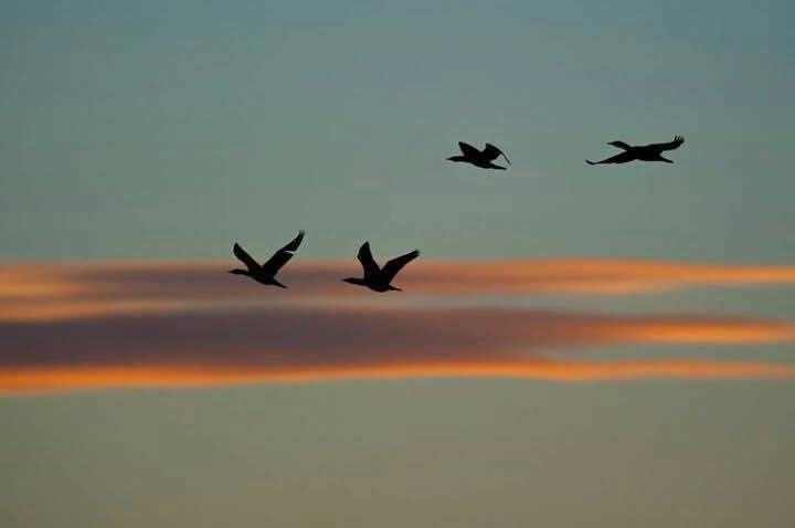 کوشش کیجیئے جو کہانیاں ہم چھوڑ جائیں وہ سنانے والی ہوں، چھپانے والی نہیں...✨🤎
#اردو_زبان