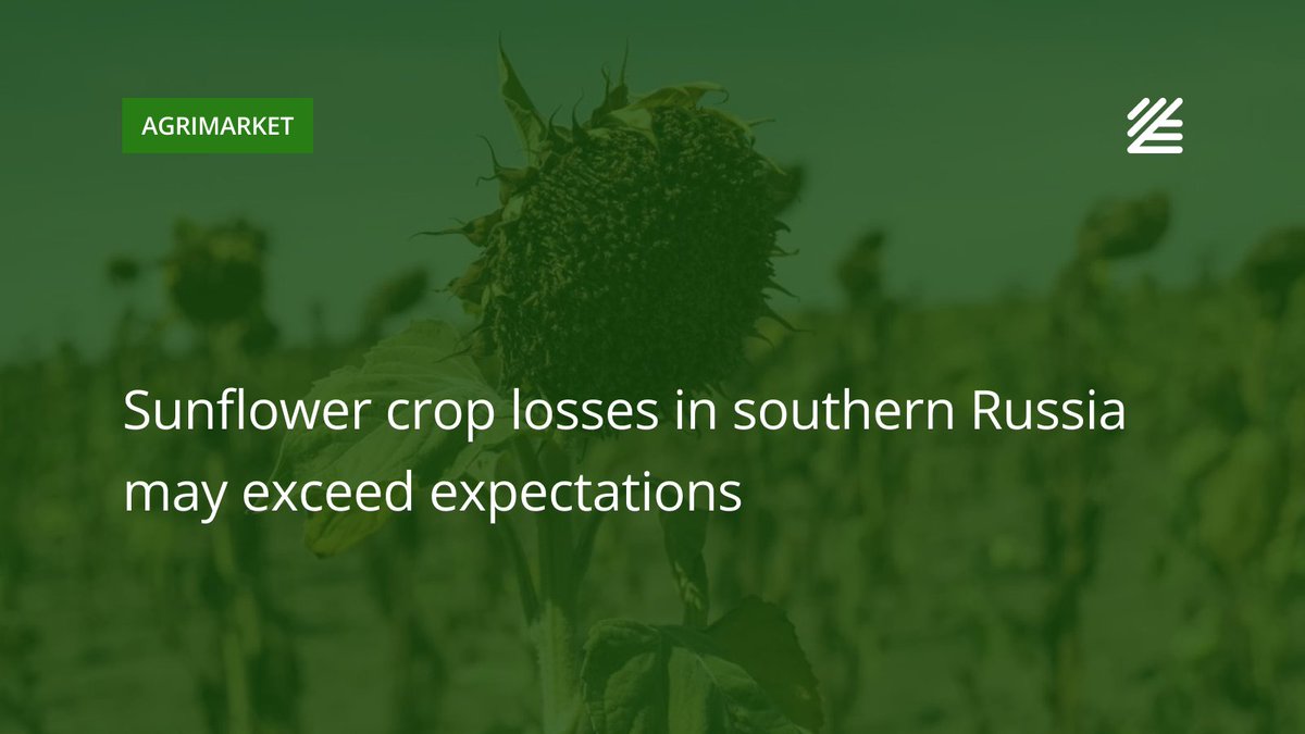 🌻 #Sunflower #crop losses in southern #Russia may exceed expectations

In the Rostov region, due to severe #drought, sunflower crop losses may reach 30-50% compared to last year, according to local farmers. 

Read more 👉salo.li/860600b