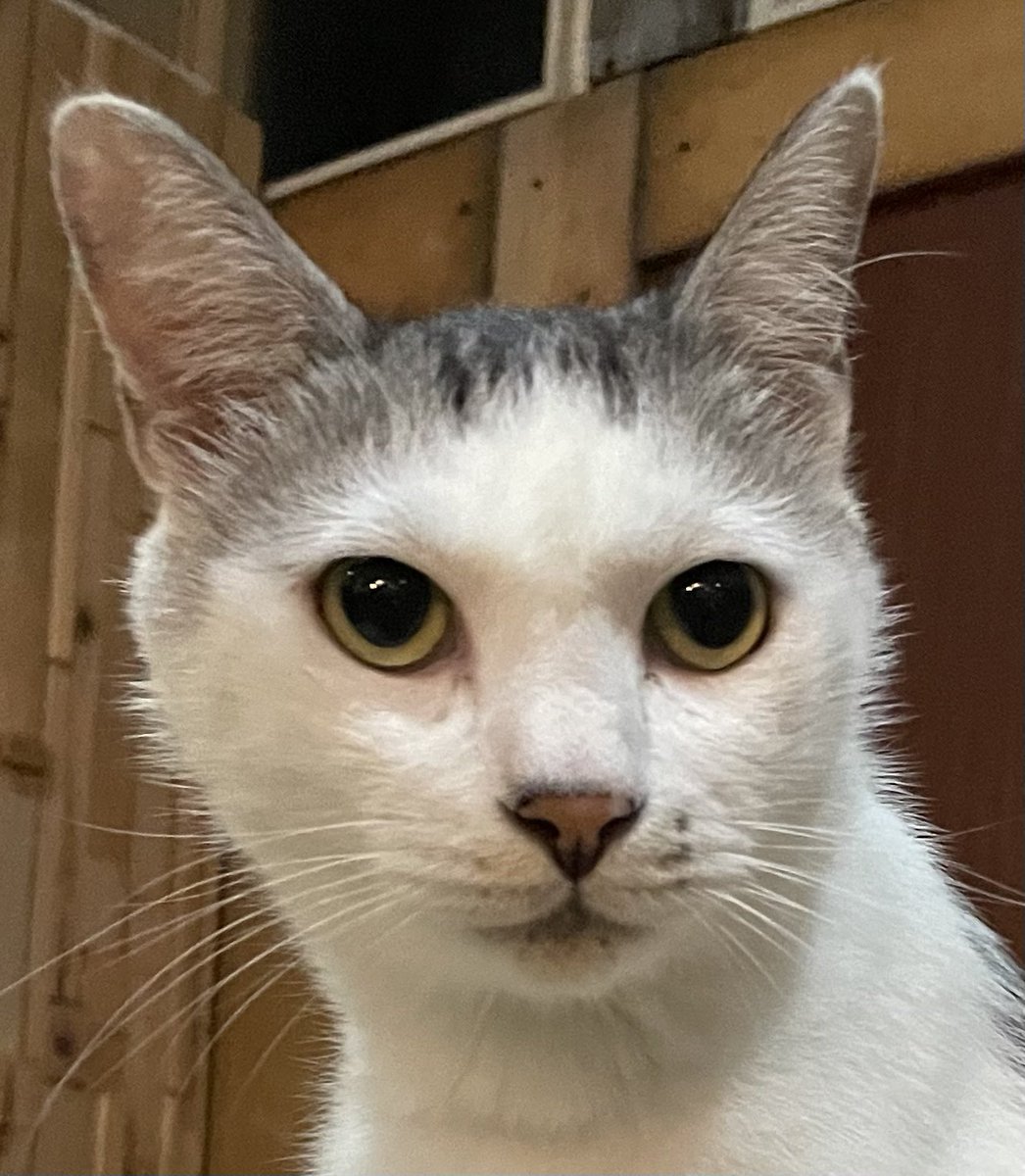ねこ ひろ🍵🍉(SDK)😸🐈 on X: 