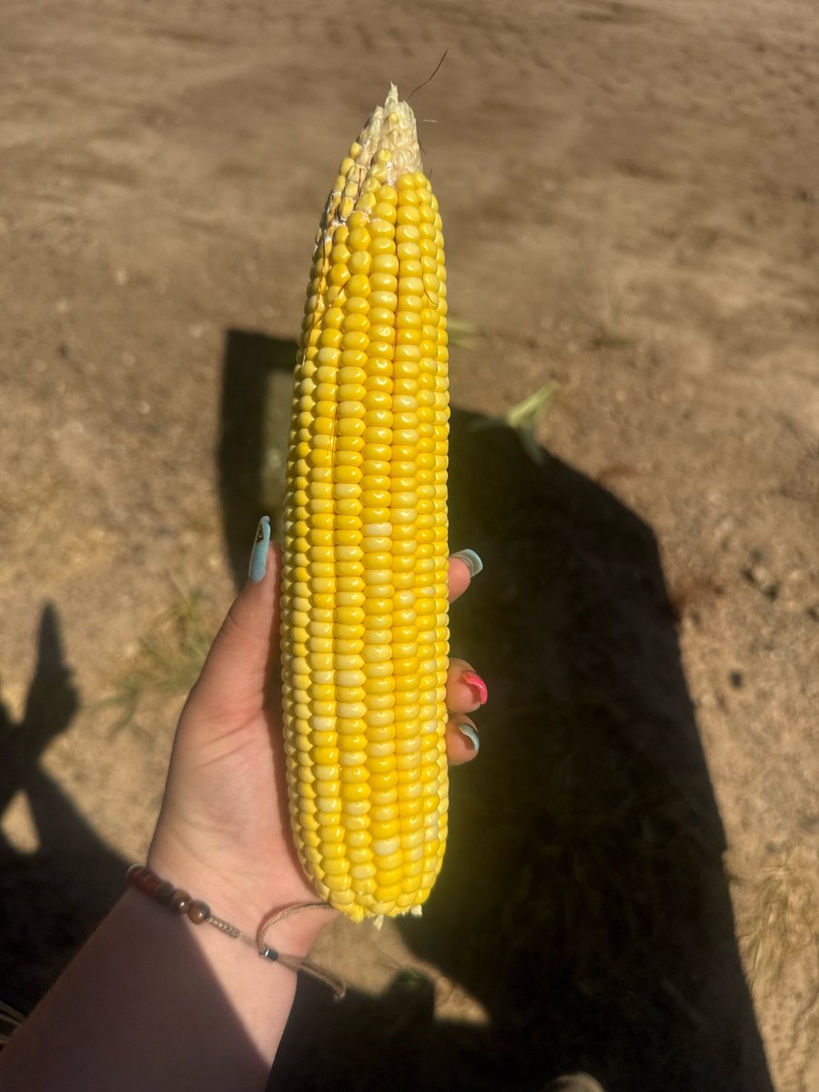 Just a few pictures from this week while out looking at some beautiful <a href="/ChannelSeed/">Channel Seed</a> corn!