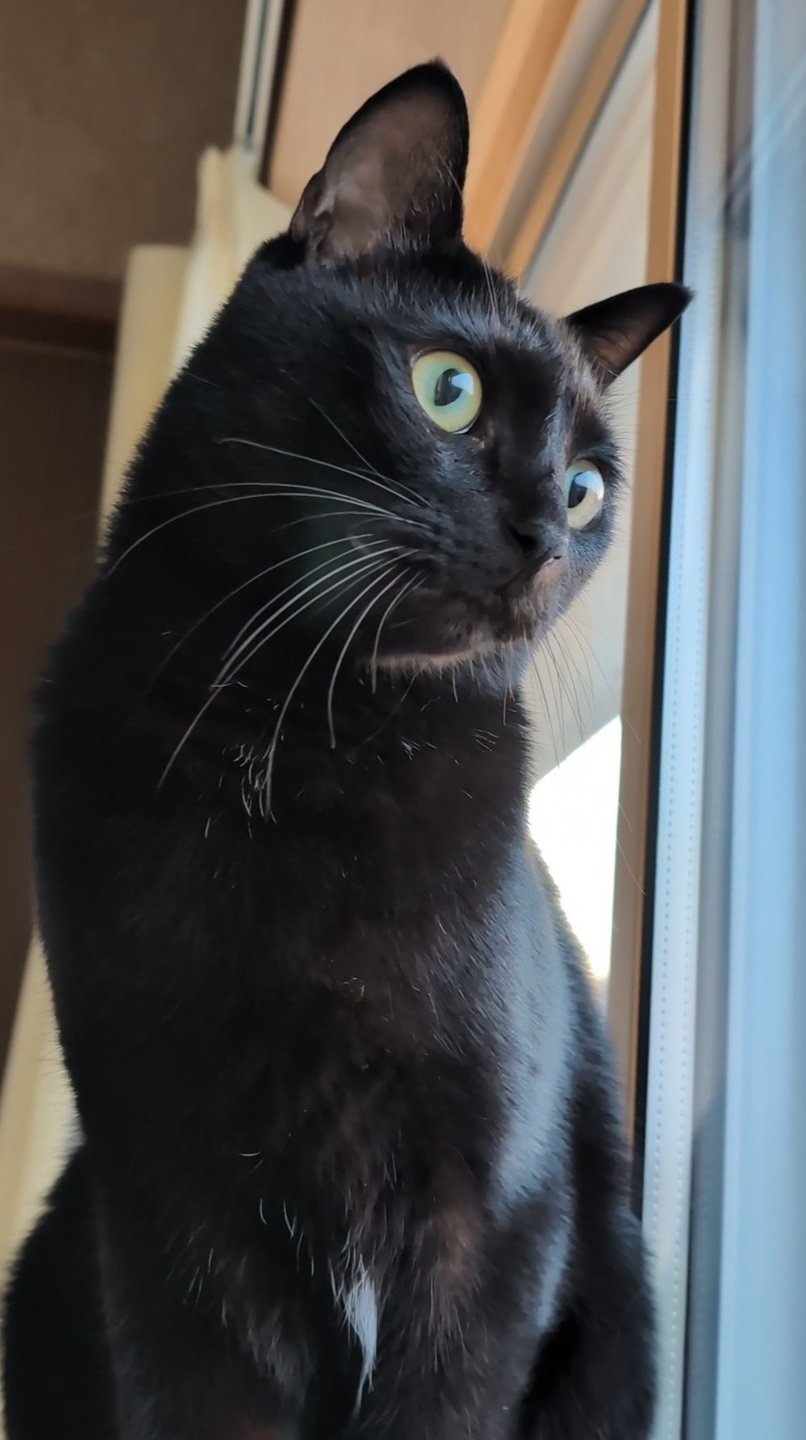 黒猫 黒猫つくねちゃん太しっぽ on X: 