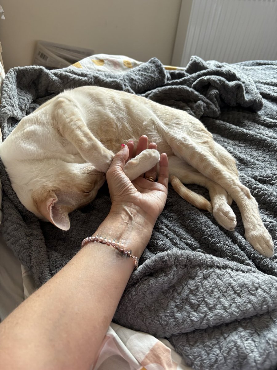 SiameseRescueUK's tweet photo. Holding paws with my mum 💕 She says I'm her best boy 😜 I've lived with her and the Scary Giant since October 2022! I love Siamese Cat Welfare Trust @MeezerCats @mrmokeycat @CornerViewCats @AmandaBenstead @fifitrixie14 #RazzRules #RescueCats https://t.co/6fOT17PNaV