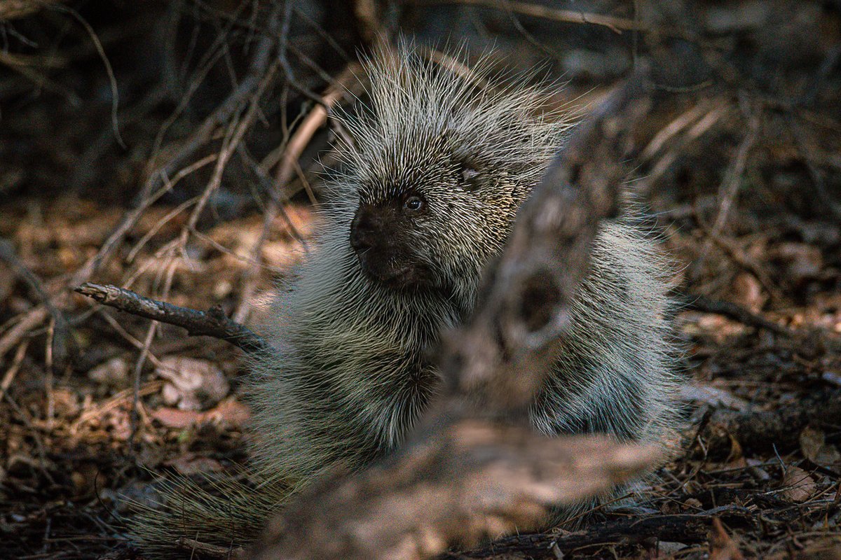 porcupette? more like porchu-don't-pet.

( ... a porcupette is a baby porcupine)