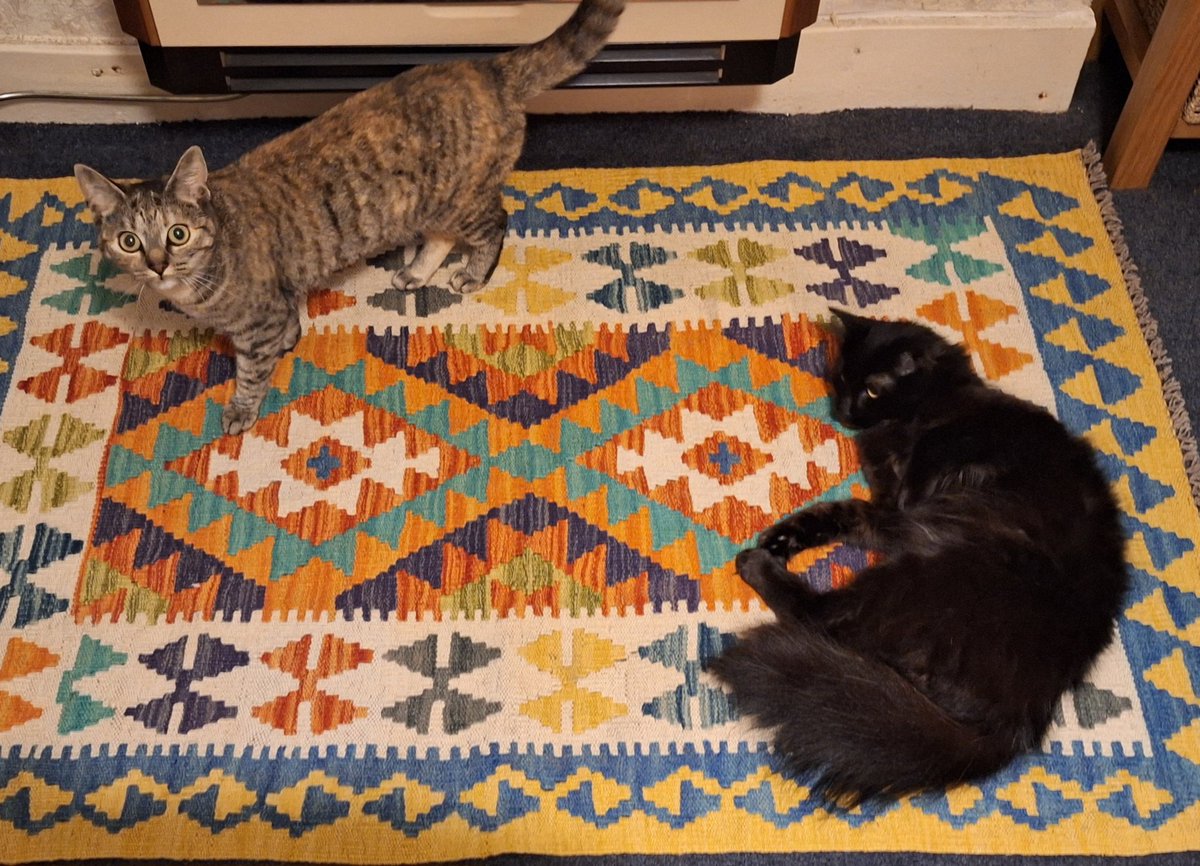 #CatsOfX  The rug approval team have been hard at work. 😃