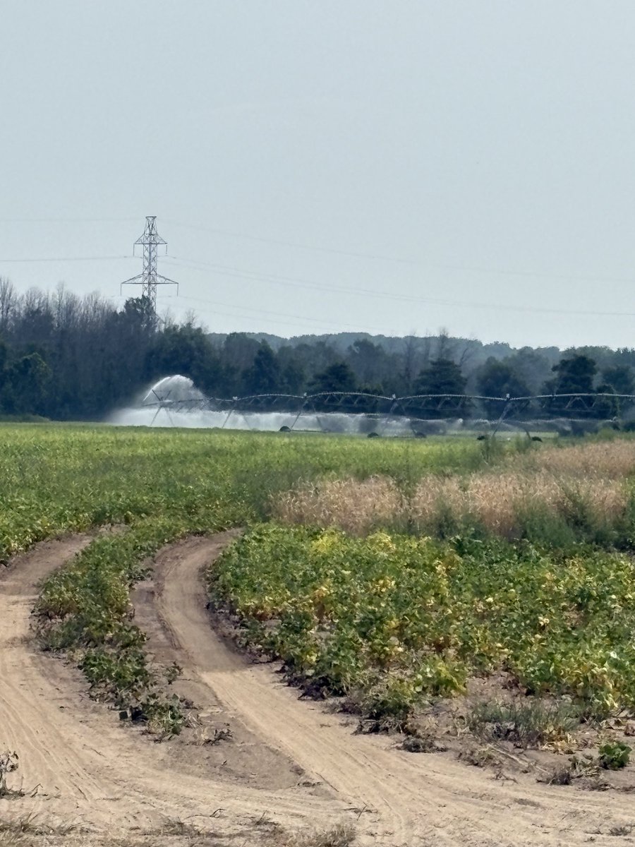 mikepearson89's tweet image. Thanks to the sunrise potato team for giving these white beans a drink for us #savethebeans #ontag with ⁦@NickPloeg⁩