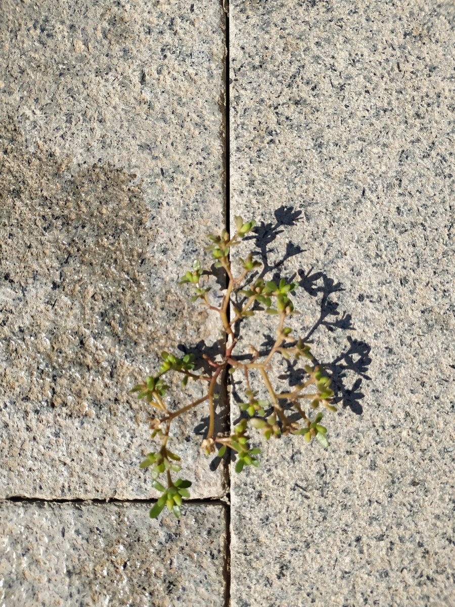 Allah isterse taş kalpte çiçekte açar, yaprakta olur.