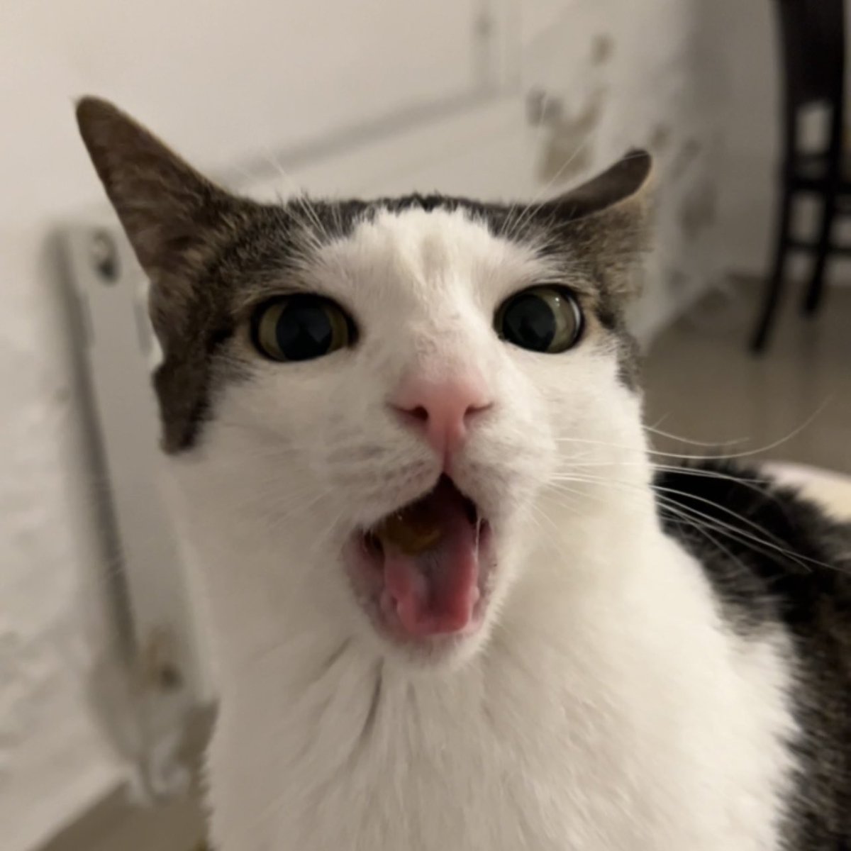 Happy international cat day ! 🐈