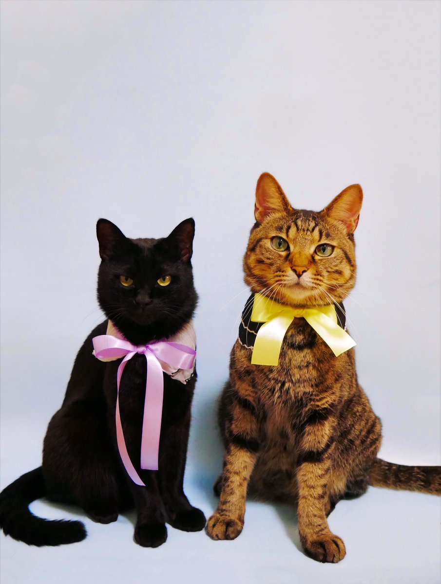 OreoToRitz's tweet photo. 世界猫の日🐈‍⬛💕🐈

世界中の猫＆ネコ科が幸せに暮らせますように！

#世界猫の日
#WorldCatDay 

#オレオとリッツ🐾
#猫好きさんと繋がりたい 
#猫のいる暮らし
#猫のいる幸せ https://t.co/xLzEtuNZyi