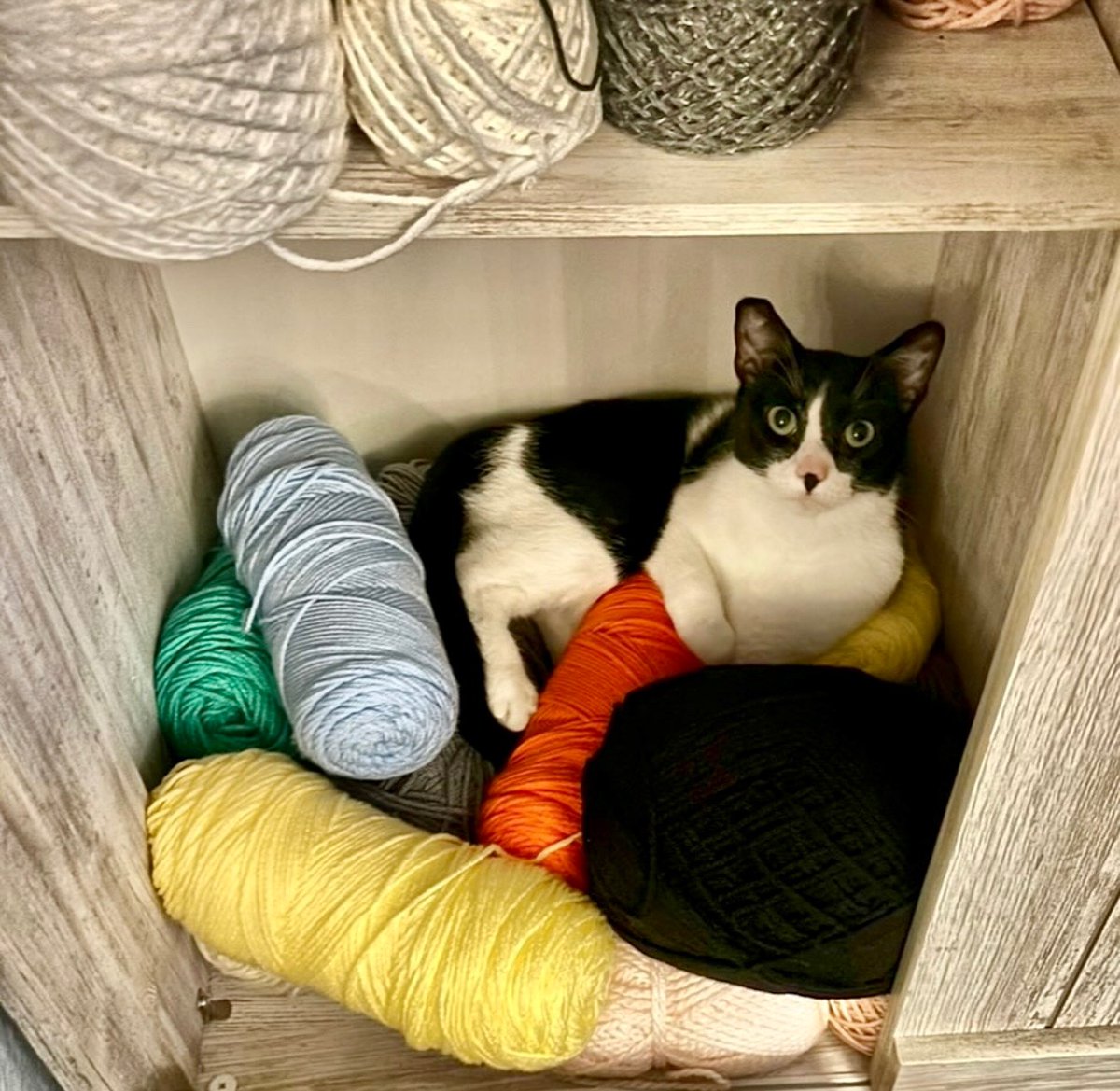 It’s National Cat Day, and our team is paws-itively obsessed! Swipe through to meet the furry friends who keep our staff smiling.🐱