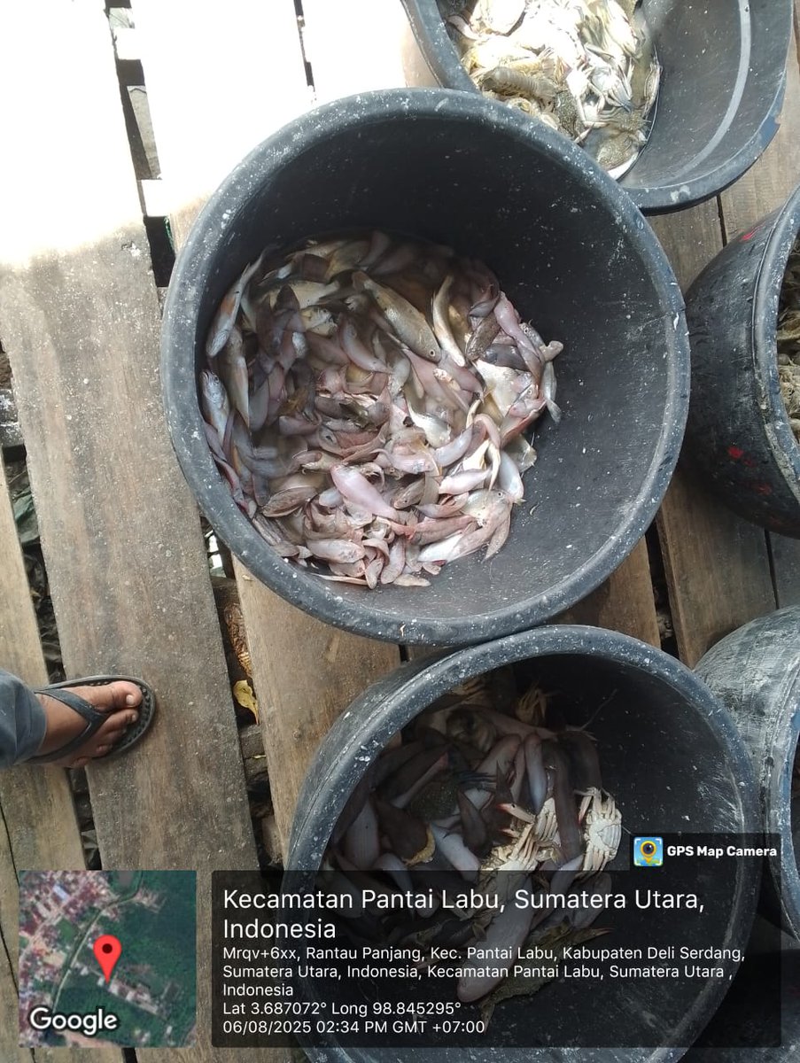 ELuhkan's tweet photo. Rabu (06/08/2025), Eko Santoso-LuhkanDeliSerdang, KUB Nelayan Mandiri, TPI BaganSerdang#produksi tangkap ;  Ud Kelong 2kg, Swallow 6kg, Ud Putih 4kg, Rajungan 2kg, Lidah 5kg ; harga lelang,
#GiatLuhkanSatmingkalMedan#LuhLapor
#KabDeliSerdang
@bppsdm_bp3Medan
@pusluhkp
@bppsdm_kp https://t.co/dI8smKs2vS
