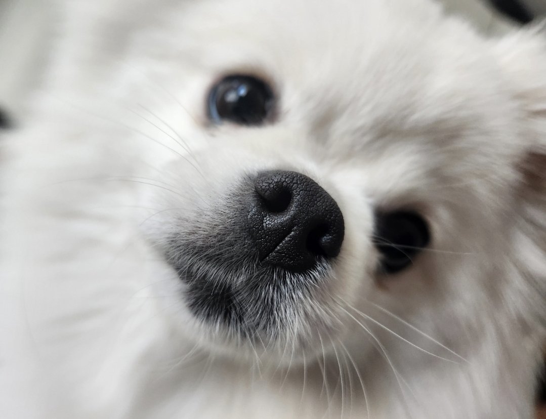 강아지자랑합니다
부힛부힛