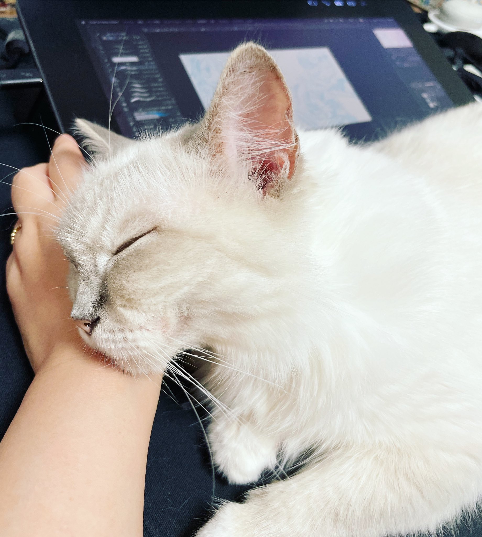 鶴猫 Reel by penny_z (@zxiao0378) · August 9, 2025