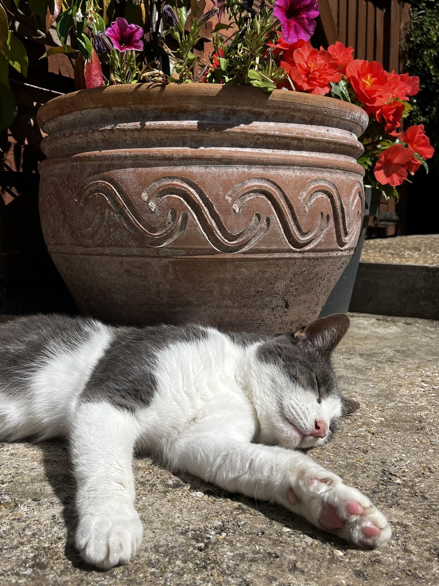 Many years ago, cats were worshipped as Gods. This, they have never forgotten 😊