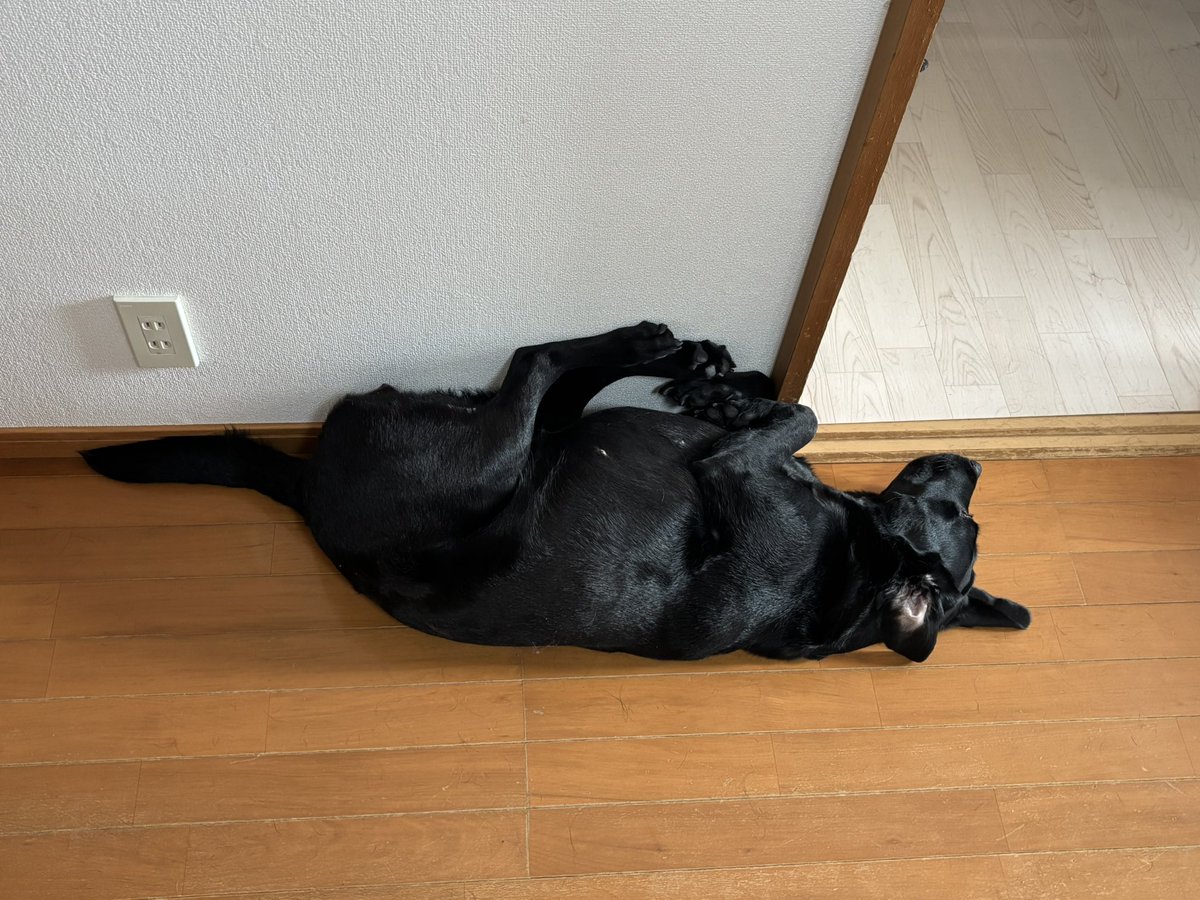 みんなのワンコの変な寝相見せて〜✨
うちはこれ！