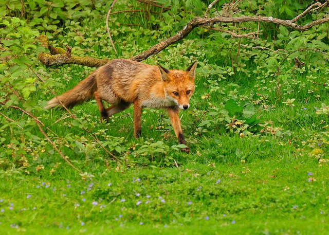 [🔗](api.tinyfox.dev/hourly/HourlyF…)