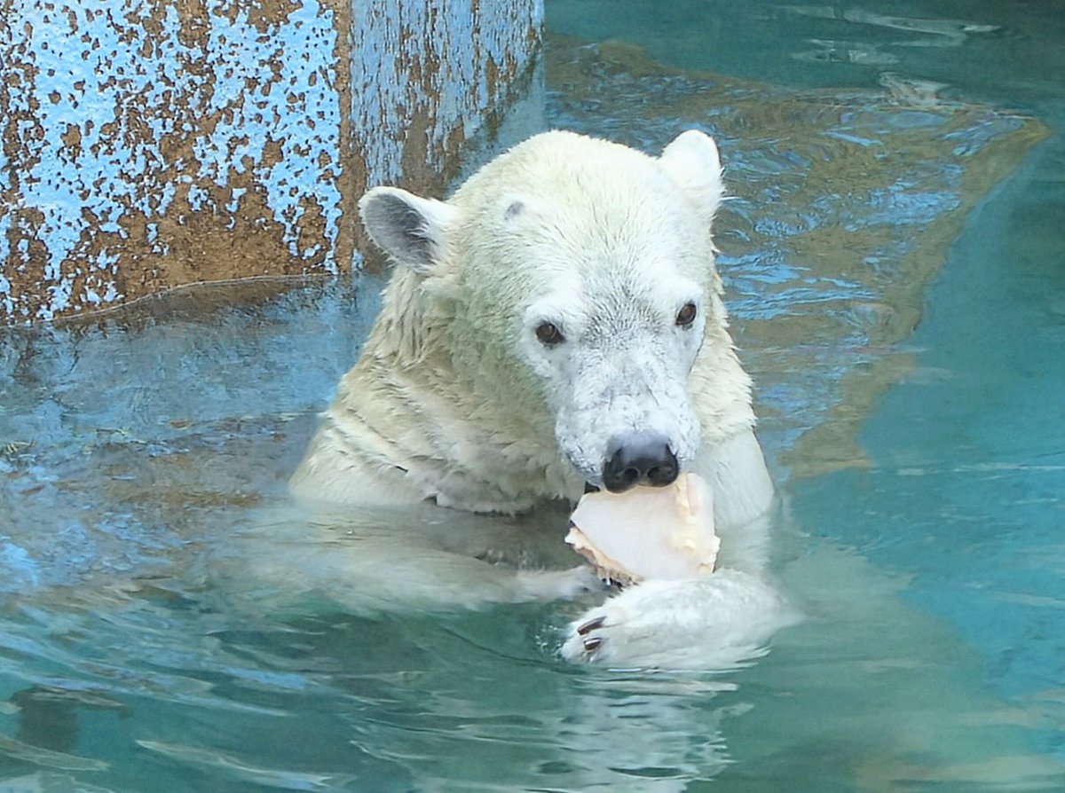 ホウちゃんは今日も可愛かった🐻‍❄️

観覧側は日差しがキツくてHP削られる感じですけど(笑)

#天王寺動物園