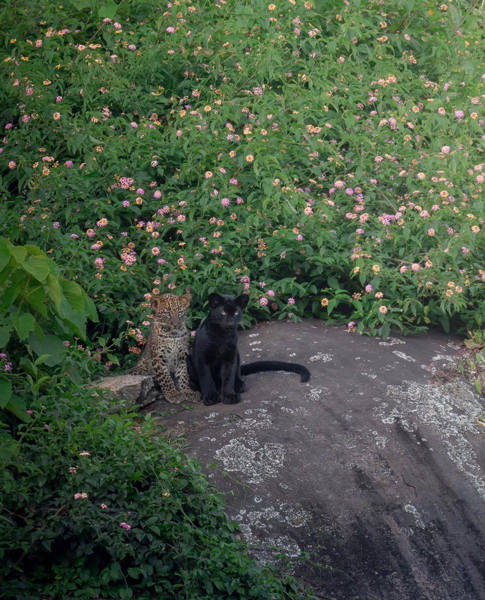 leopard cubs in the mountains of south india ⛰️