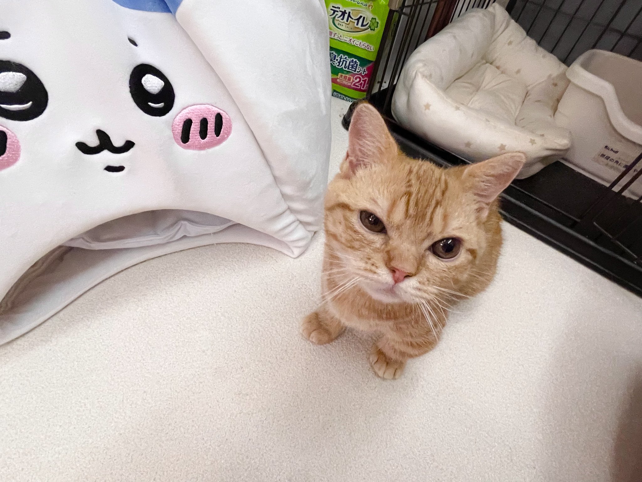 カンちゃんページです❣️ ぴんぱちゃん on X: 