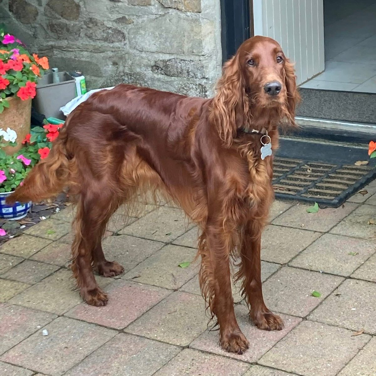 Can we go meet and greet the new guests now please Dad! 🐶🐕🐾👋🏻

#fidofriday #dogfriendly #cornwall