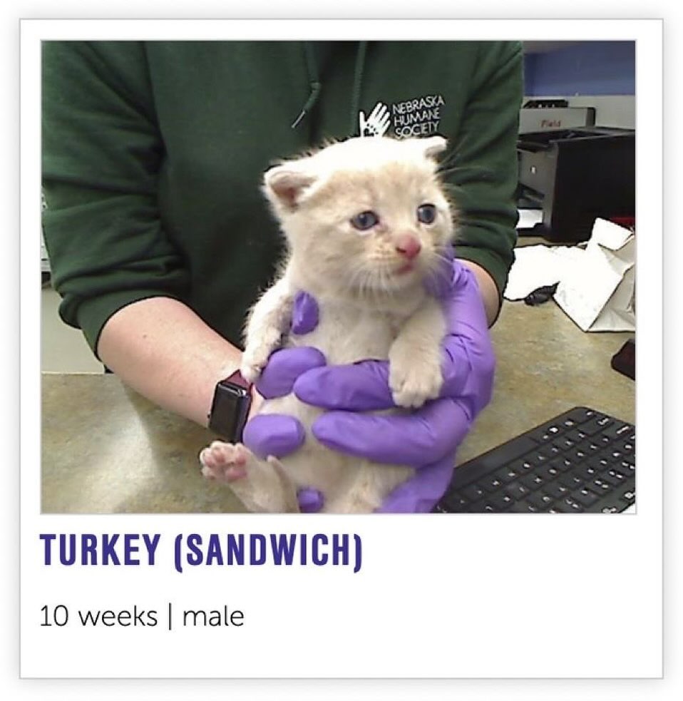 Punch Cat (@punchingcat) on Twitter photo 