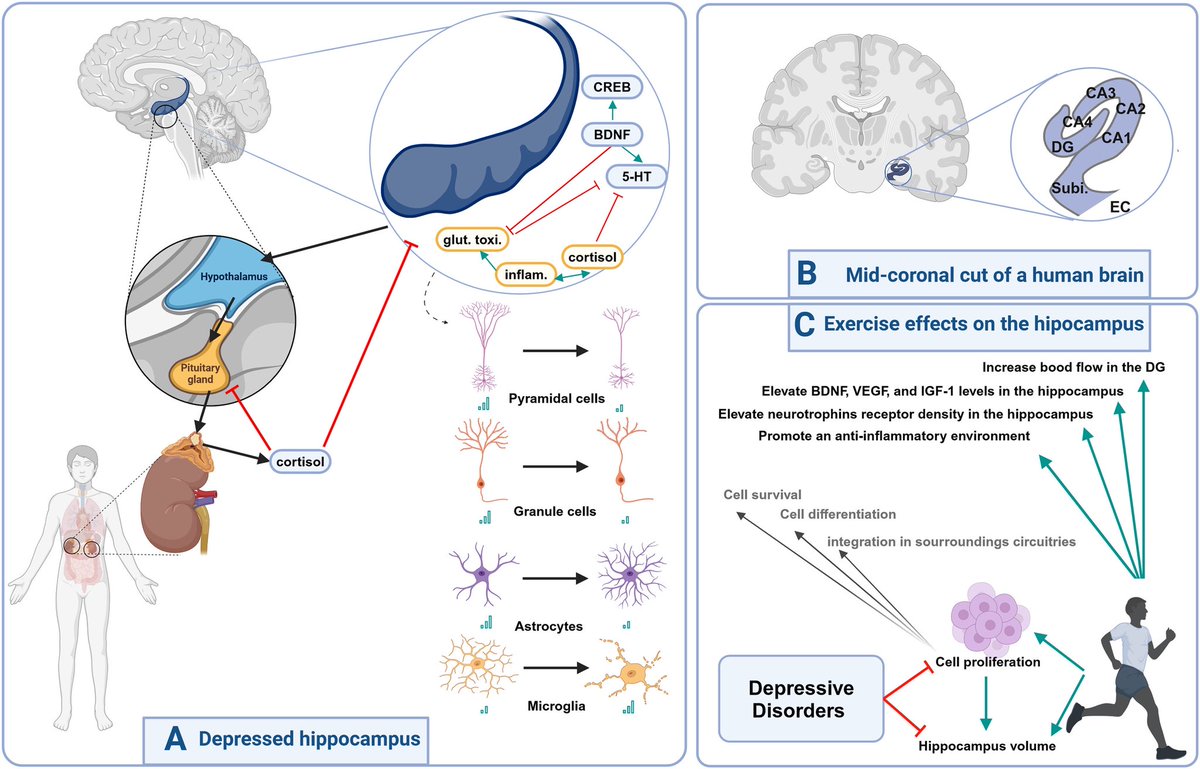 The Role of Physical Exercise on Hippocampal Volume in Depressive Symptoms: A Systematic Review and Multi-level Meta-Analysis
sciencedirect.com/science/articl…