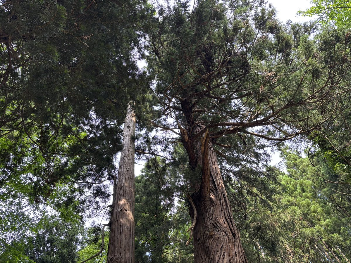 明日は新庄で稽古です。
夏の熱気に負けずに、楽しく真剣に取り組みたいと思います。
日々の成果を、新庄開府400年記念事業の中でお披露目したいです。
最上を盛り上げていきましょう！
#新庄開府400年
#新庄藩
#山形武道文化研究会