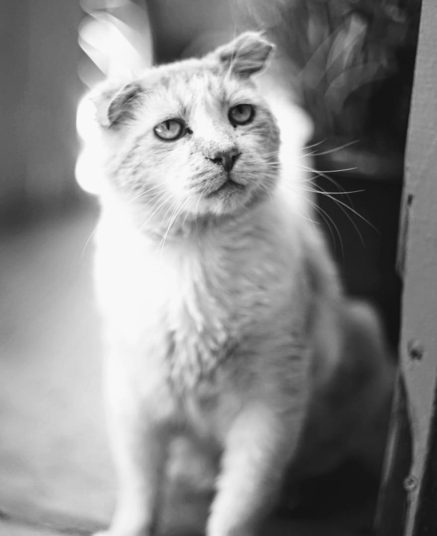 It's International Cat Day and wanted to send love to everyone with babies who've crossed over the Rainbow Bridge. 🌈 🐈 ❤️