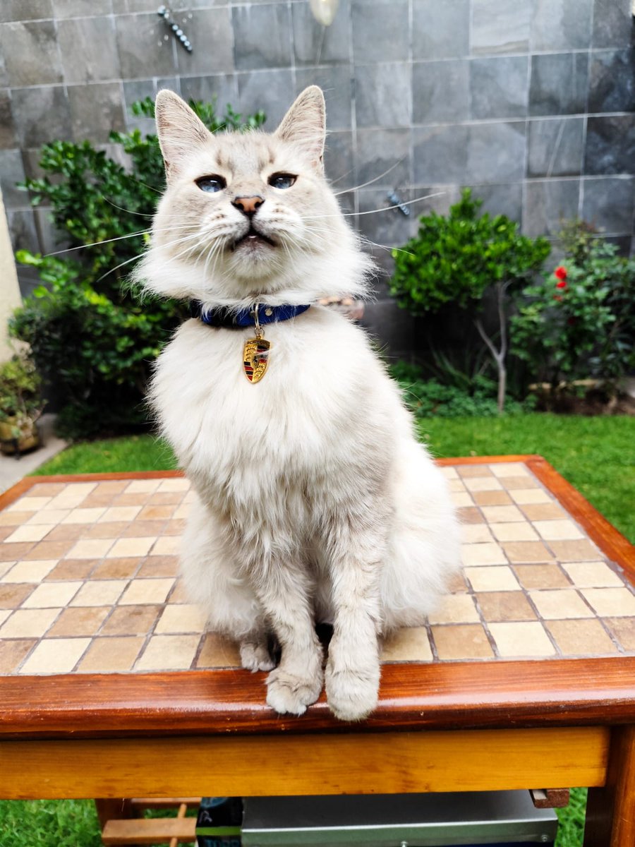 Feliz Día Del Gato...

Café?
