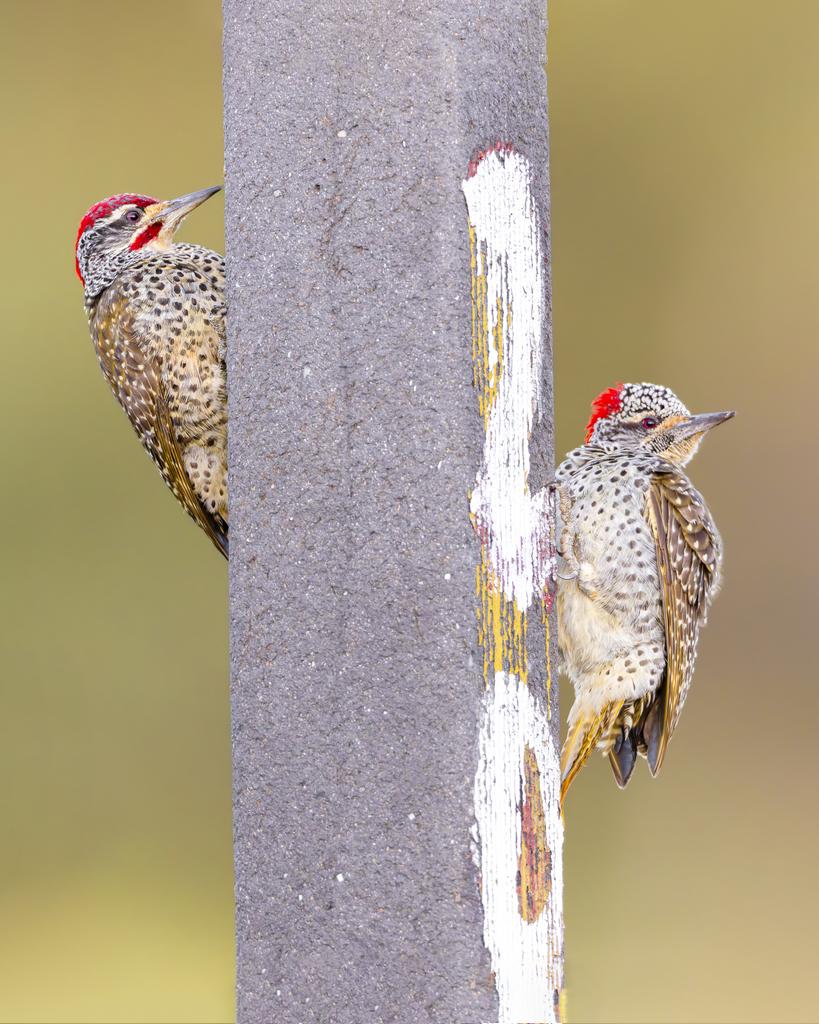 Mr and Mrs Nubian Woodpecker in Kajiado