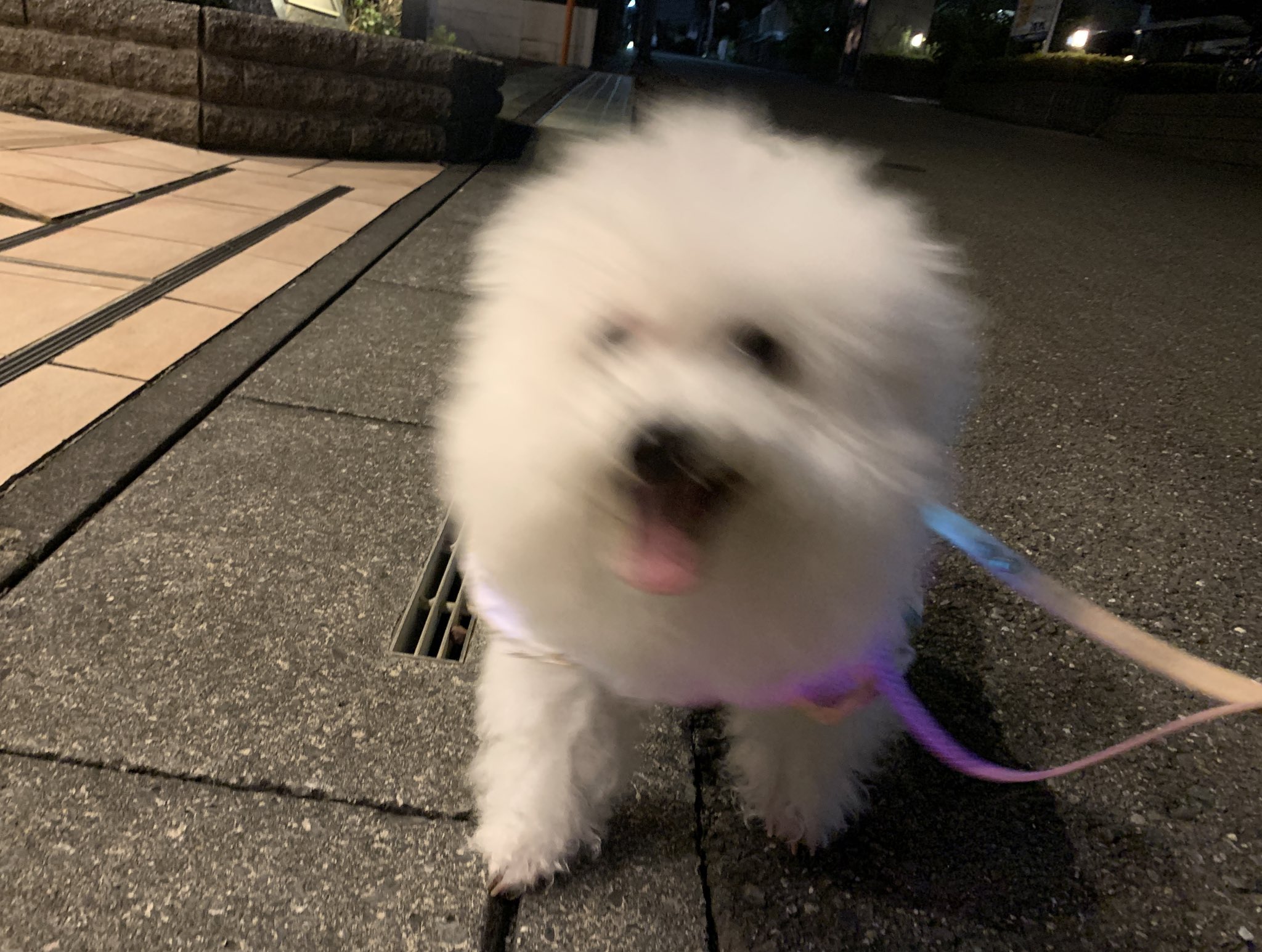 ビションかもわからん (@bichon_tsuki) / X