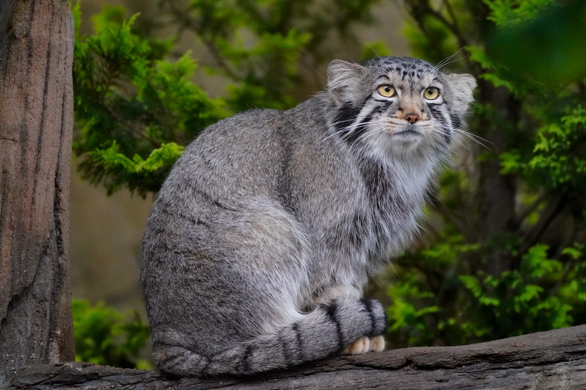 ☆雪猫☆ 雪猫つき - Twitch