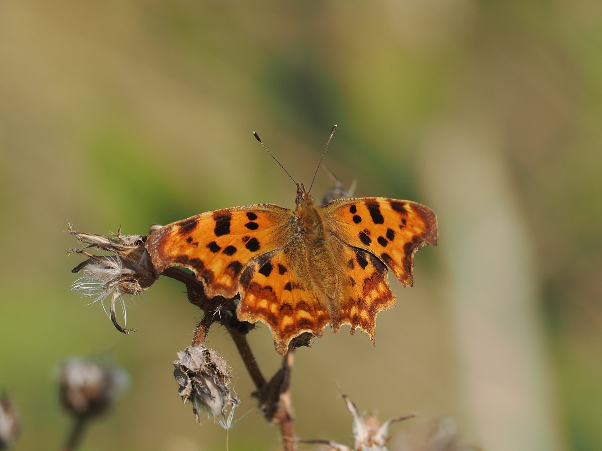 andy taylor tweet media