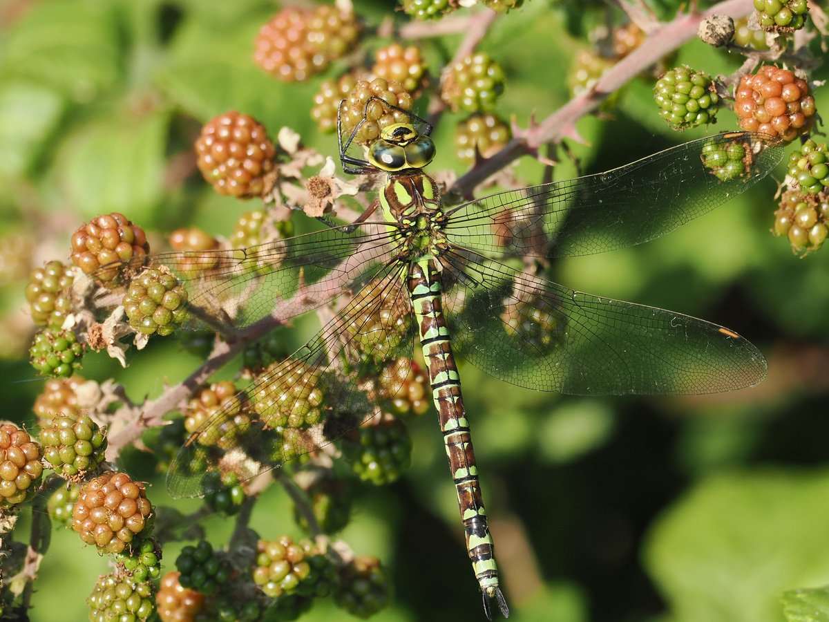 The August <a href="/ForumCt5/">CT5 People’s Forum</a> eco groups free guided walk around Longrock SSSI Is this Sunday 10th. Meet at Skate park 08:00 all welcome #WildaboutWhitstable <a href="/tweettankerton/">tweettankerton</a> <a href="/WhitstableLive/">Whitstable Live</a>