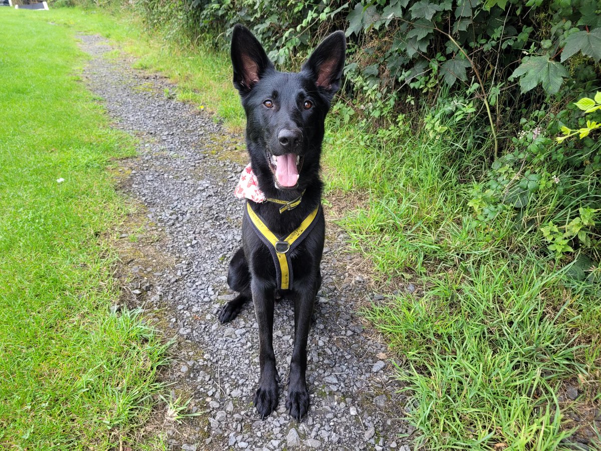 Dogs Trust Ireland tweet media