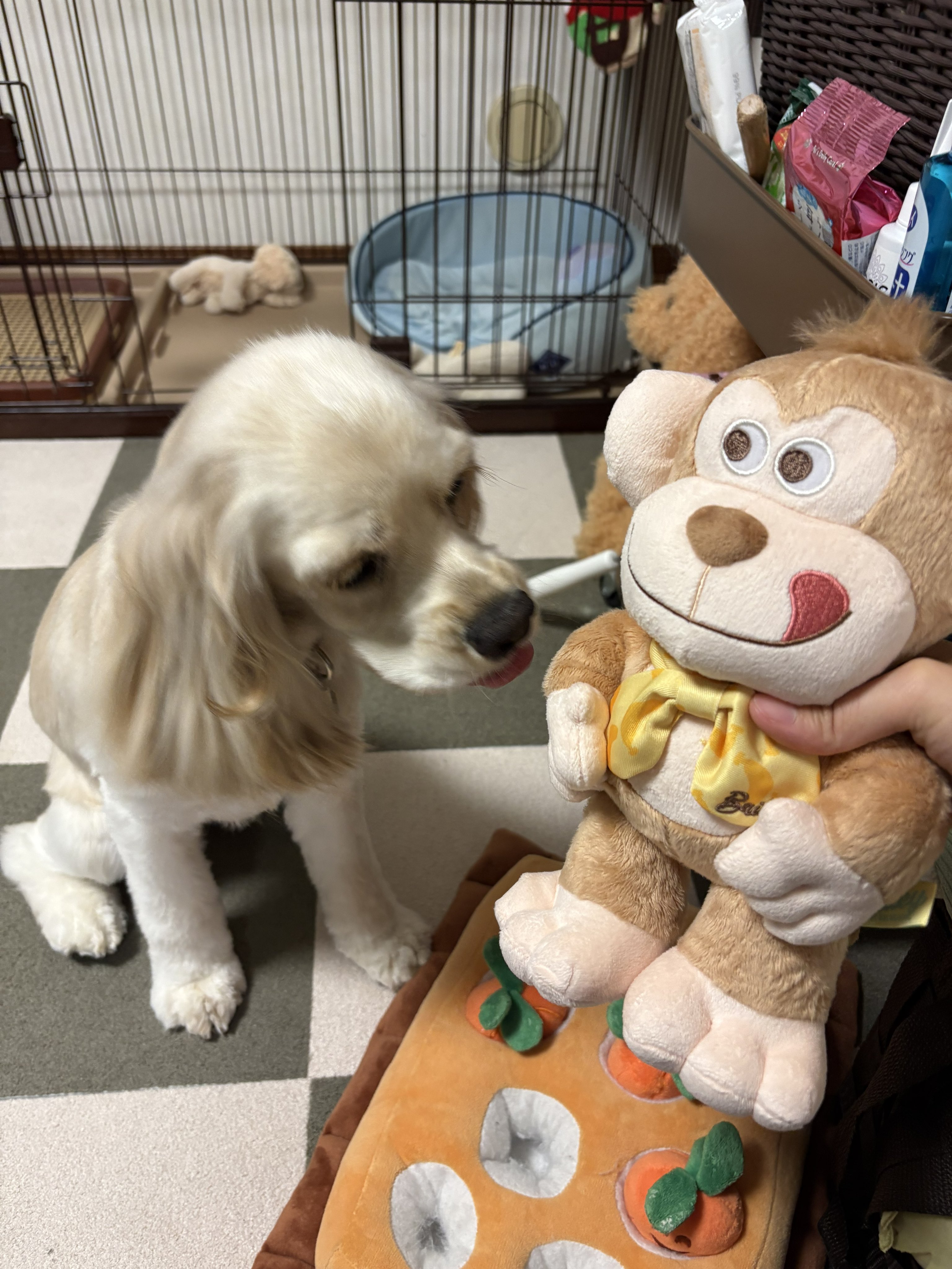 Doggy Box(ドギーボックス) (@doggybox_jp) / X