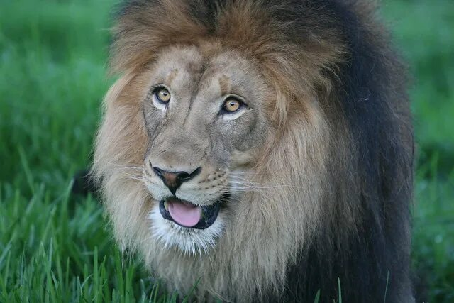 INTERNATIONAL CAT DAY