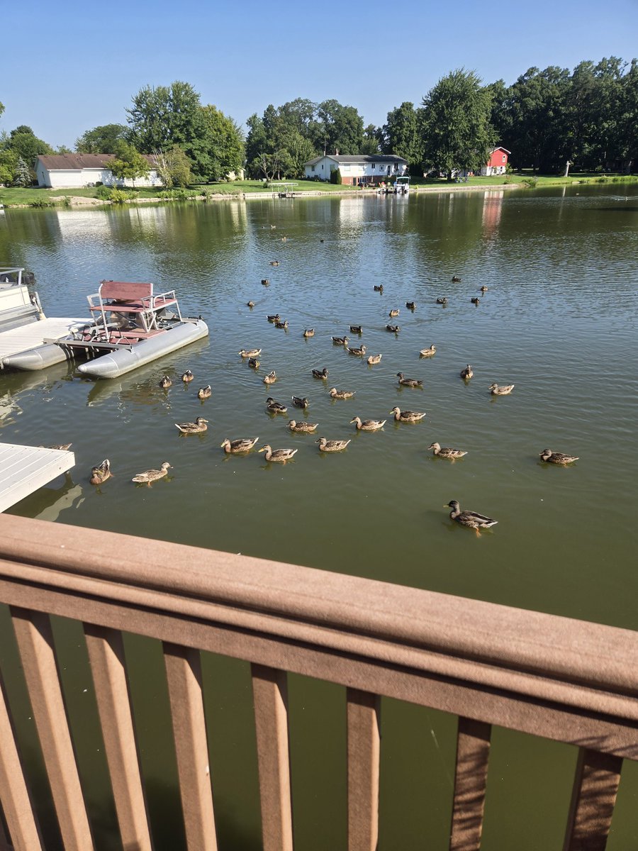 Should I feed them? 🤔