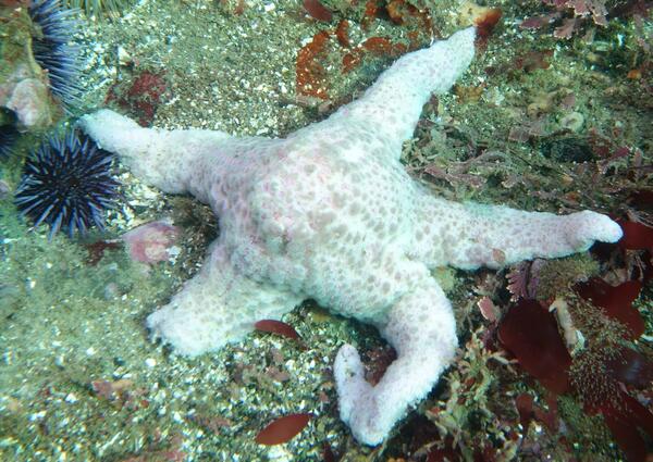 NOAA Coral Program (@noaacoral) on Twitter photo In a major breakthrough, scientists have discovered the cause of Sea Star Wasting Disease, which has affected sea stars in the Pacific for over a decade. Read more in this @usgs article: usgs.gov/centers/wester… In a major breakthrough, scientists have discovered the cause of Sea Star Wasting Disease, which has affected sea stars in the Pacific for over a decade. Read more in this @usgs article: usgs.gov/centers/wester…