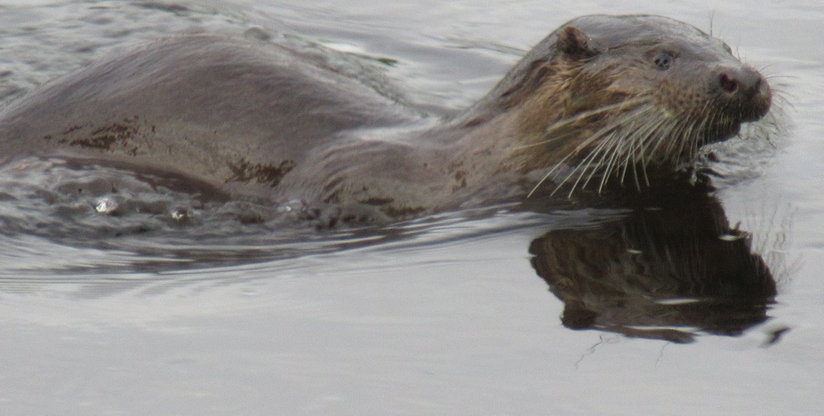 Borders Dexy (@dexysrun) on Twitter photo Otter at the Gala Water
<a href="/Britnatureguide/">The British Nature Guide</a> <a href="/Nature/">nature</a> <a href="/NatureUK/">NatureUK</a>
<a href="/Natures_Voice/">RSPB</a> <a href="/NatureScot/">NatureScot</a> #otters
#TwitterNatureCommunity #Frog #NaturePhotography #NatureBeauty #NatureLover #NatureFacts #animals #Scotland Otter at the Gala Water
<a href="/Britnatureguide/">The British Nature Guide</a> <a href="/Nature/">nature</a> <a href="/NatureUK/">NatureUK</a>
<a href="/Natures_Voice/">RSPB</a> <a href="/NatureScot/">NatureScot</a> #otters
#TwitterNatureCommunity #Frog #NaturePhotography #NatureBeauty #NatureLover #NatureFacts #animals #Scotland