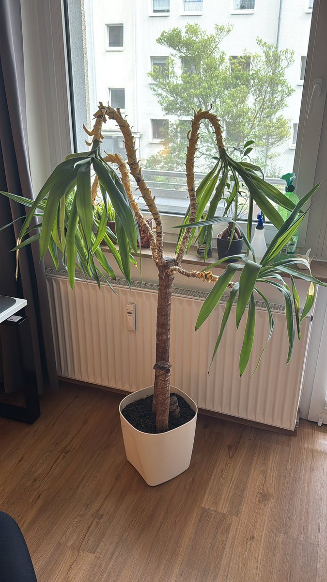 This month‘s challenge? Save this plant! She‘s doing better already - her leaves are slowly coming up again 🥰