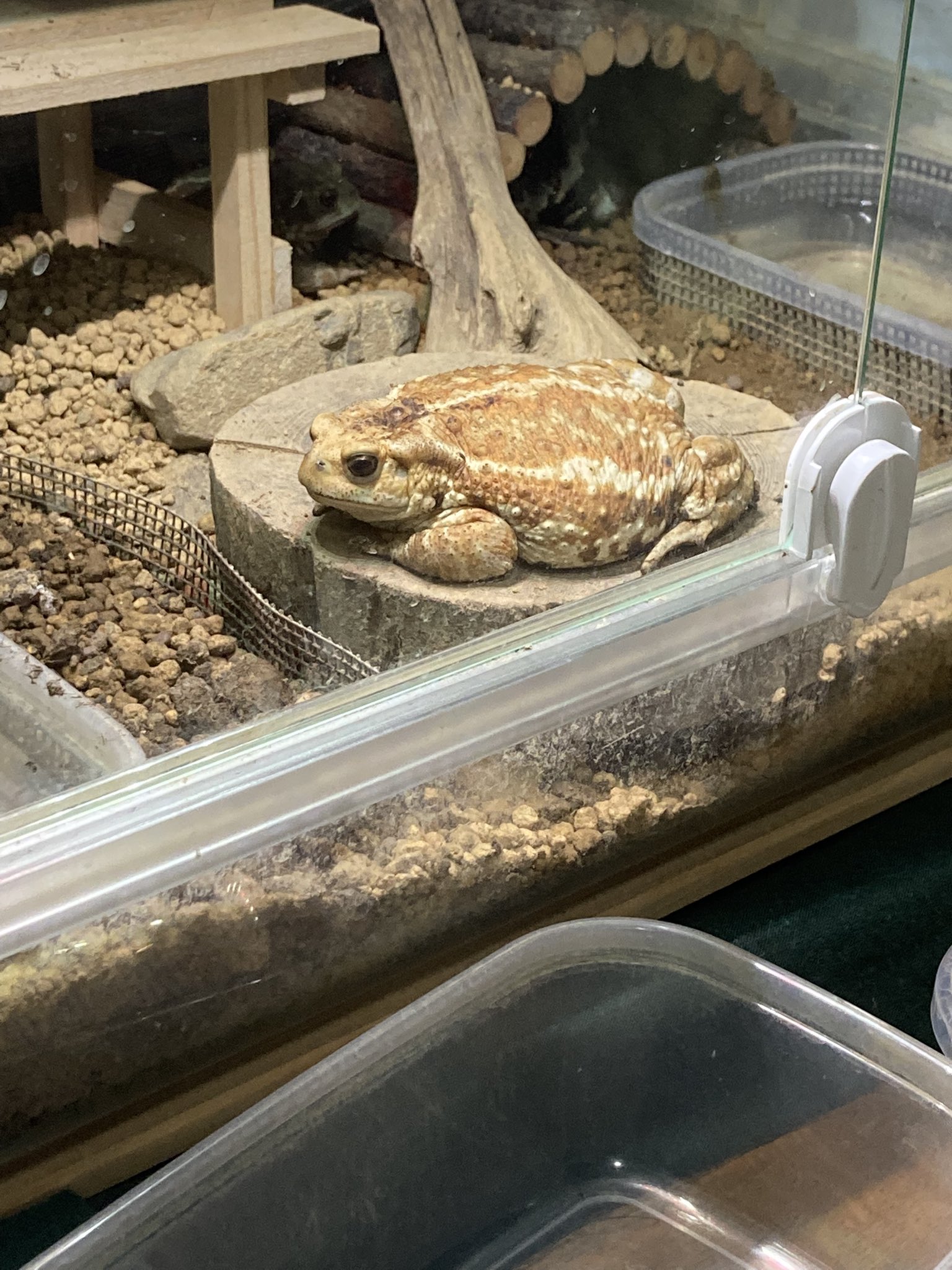 カエルちゃんページ カエル王ちゃん。🐸🐵🌞 on X: 