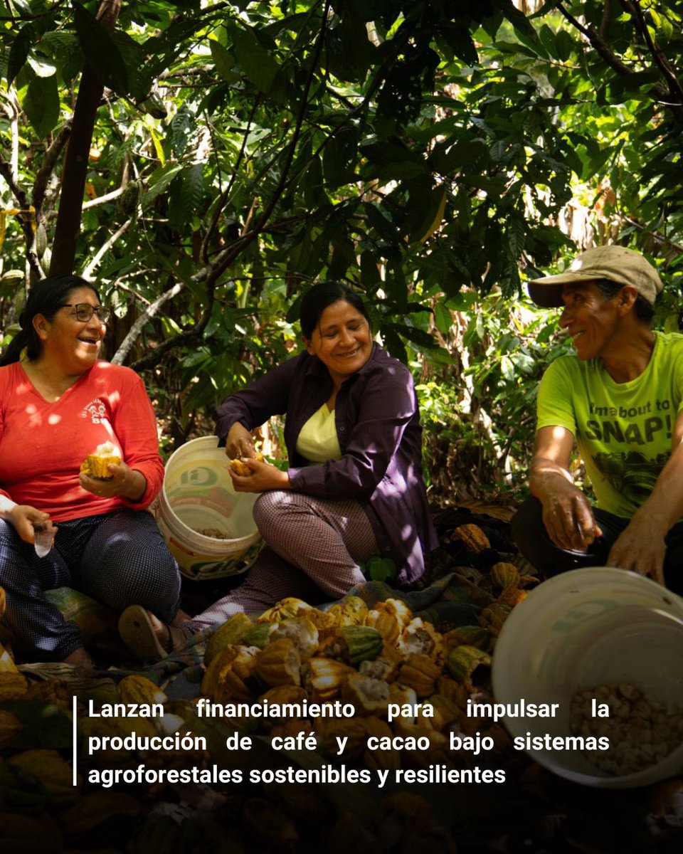 Midagri, con apoyo de PNUD, lanzó un financiamiento especial para pequeños productores que apuesten por sistemas agroforestales sostenibles de café y cacao ☕🍫

Una oportunidad para fortalecer medios de vida sostenibles y proteger nuestros ecosistemas.

🔗undp.org/es/peru/notici…