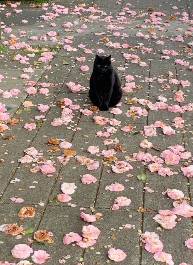 I see 🤙🦁🤙🦁🏆🏆🏆🏆🏆 (@toknowasbetter) on Twitter photo 