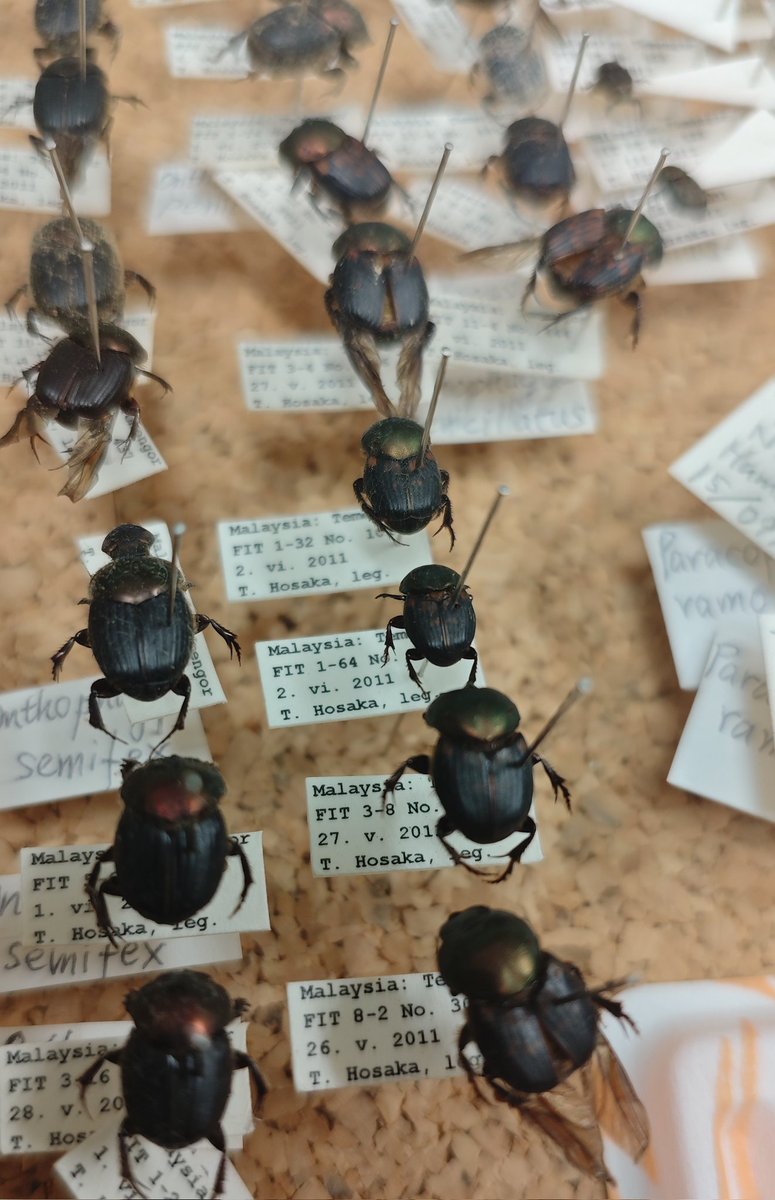 mistaaimanvevo's tweet photo. After 10 years of doing research, finally got my own specimen box 🦋🪲🐞🐝🦗🐜 #Entomology #RoadToPhD #広島大学 https://t.co/rbdo4KBX4L