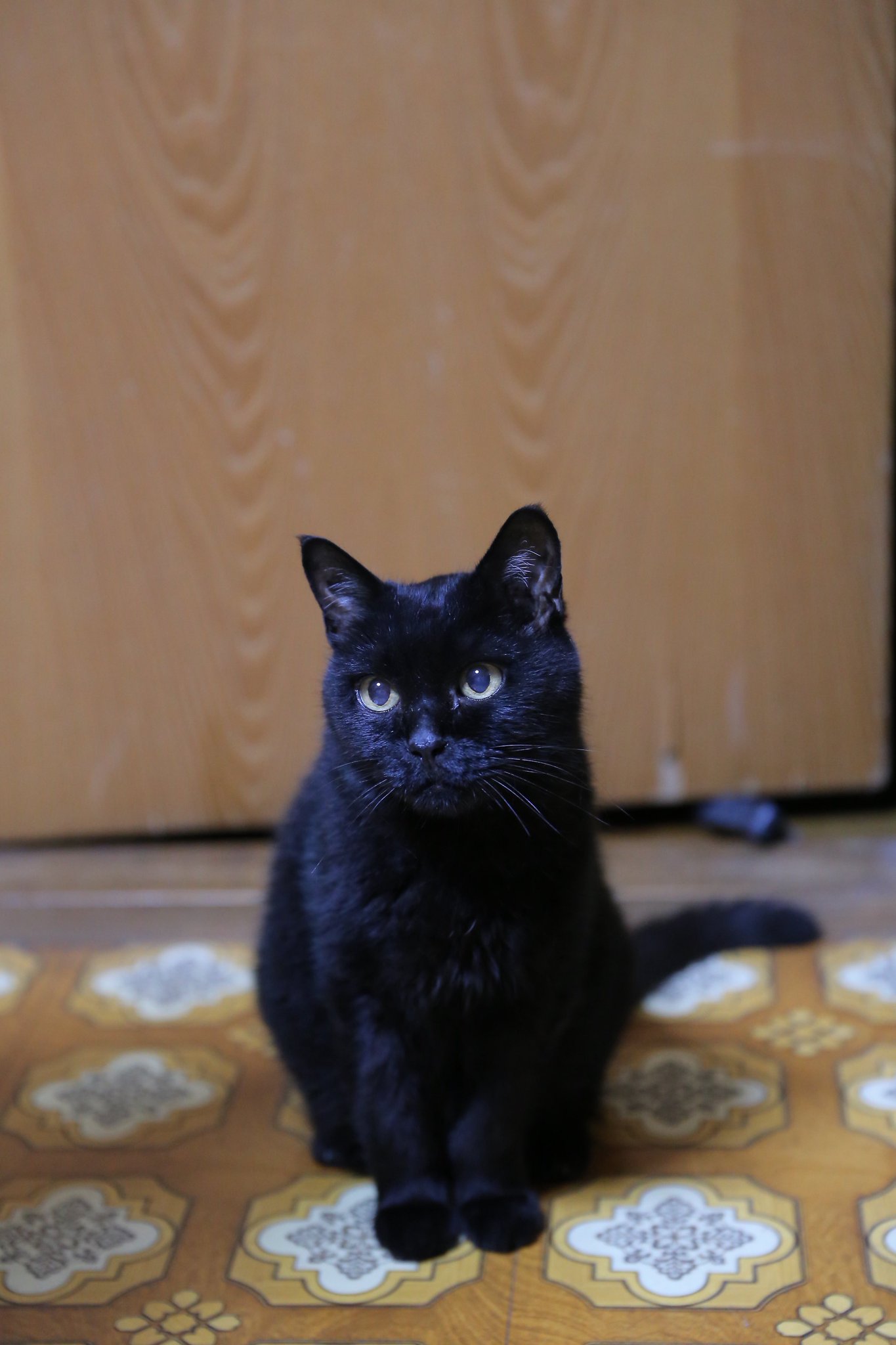 くろねこ 最短即日出荷]<新色追加>くろねこスニーカー[24年2月下旬予約